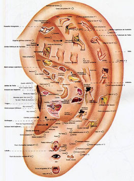 réflexologie auriculaire à Tours